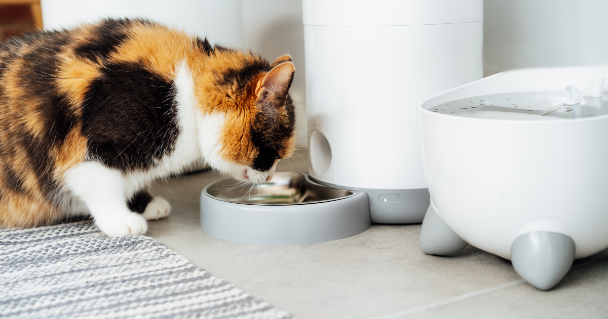 Cleaning Automatic Pet Water Bowl